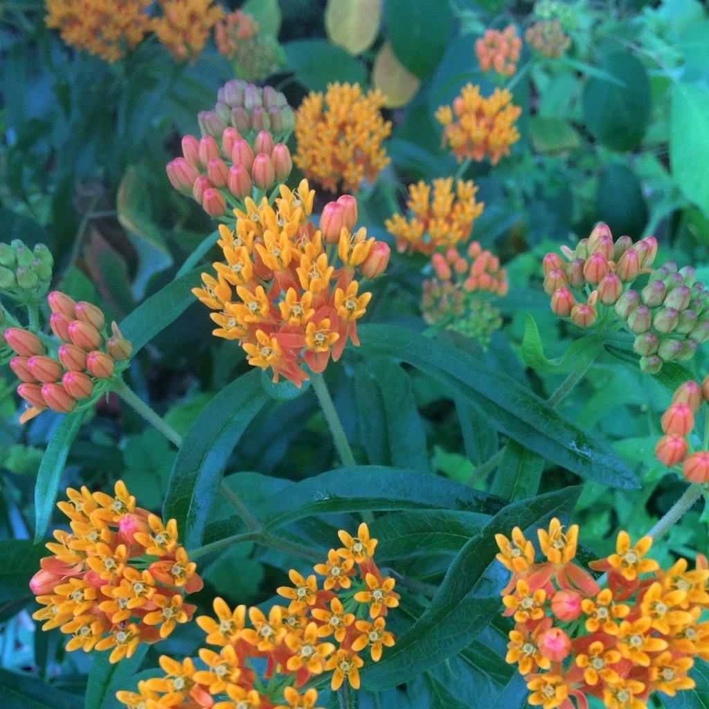 Asclepias tuberosa 'Wild Orange Type' (Butterfly Weed) | Arcana Gardens ...